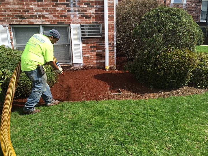 Mulching & Edging